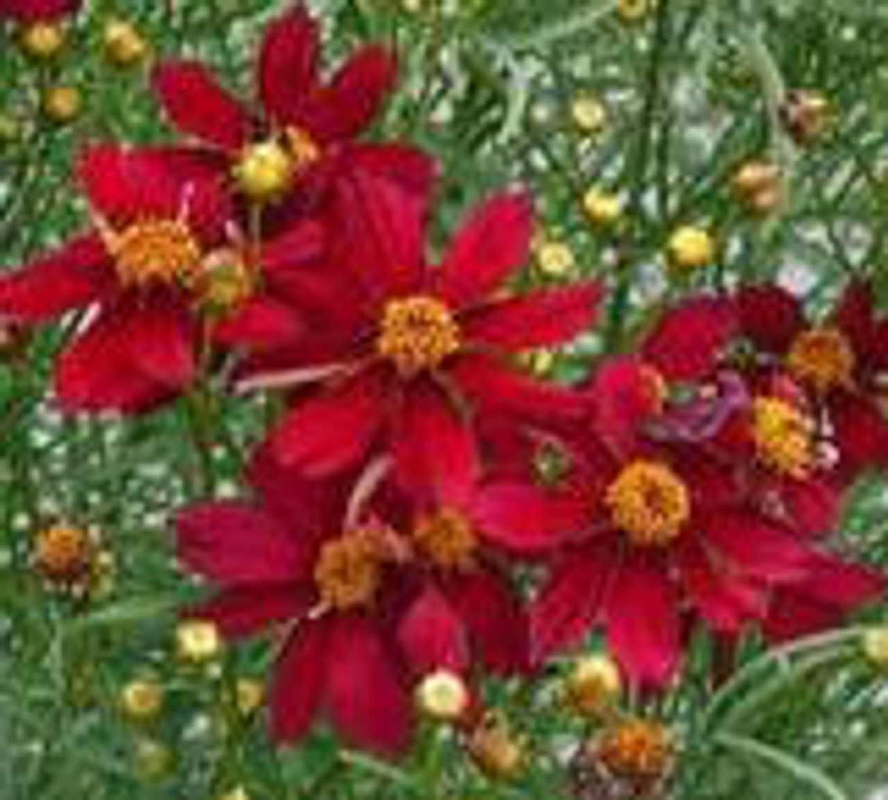 Coreopsis Red Satin PPAF 30ct Flat