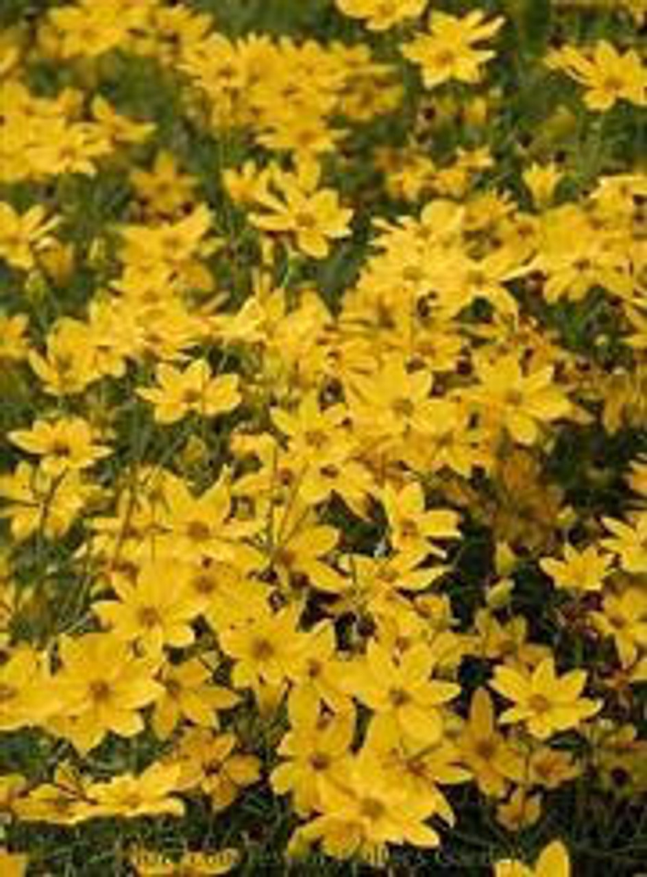 Coreopsis verticillata Golden Showers 25 BR Plants