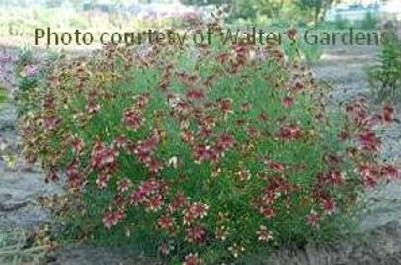 Coreopsis verticillata Route 66 PP20609 25 BR Plants