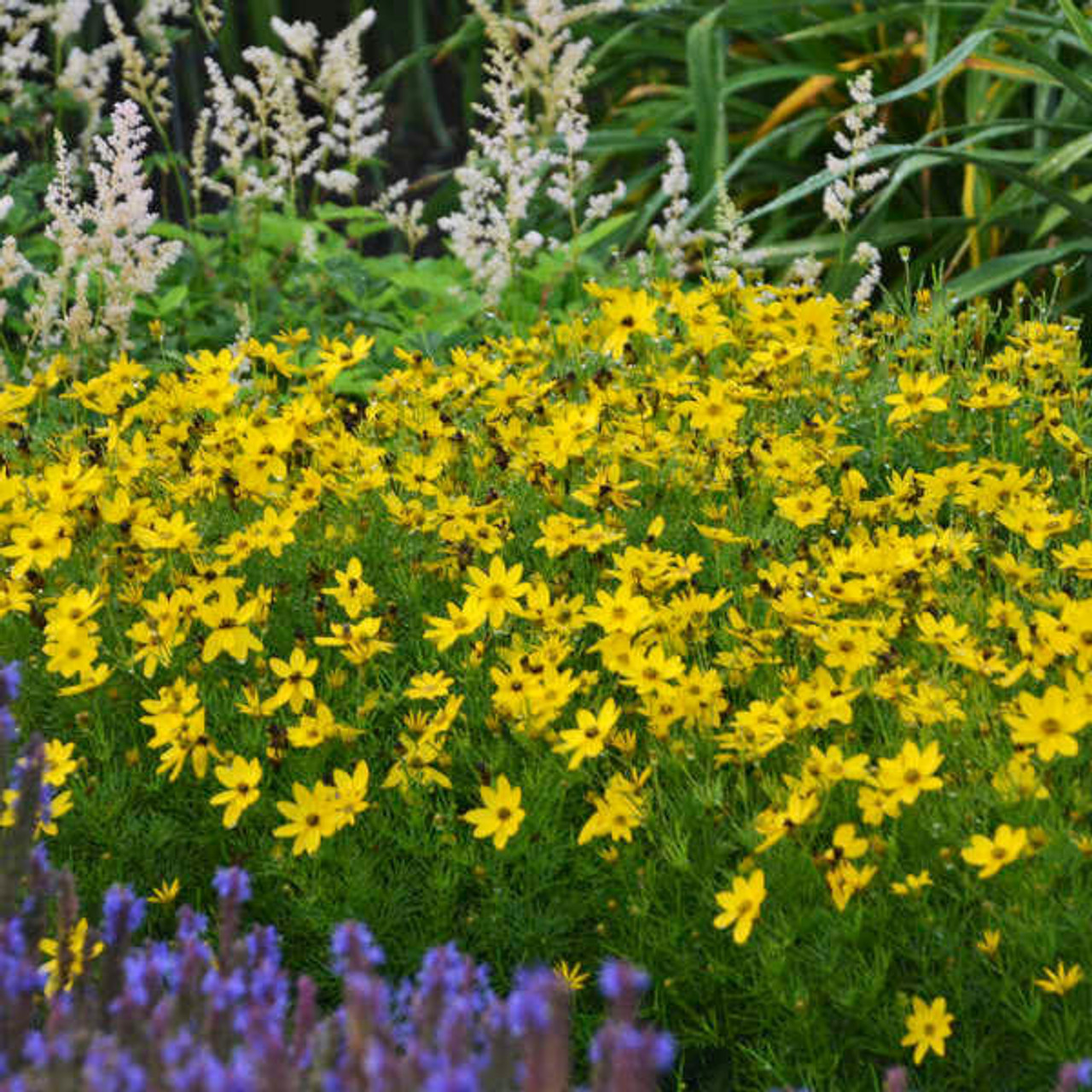 Coreopsis verticillata 'Zagreb' (25) BR Plants