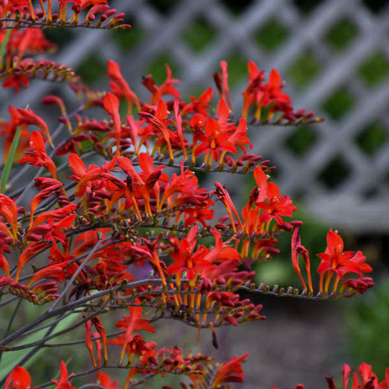 Crocosmia 'Lucifer' (25) BR Plants