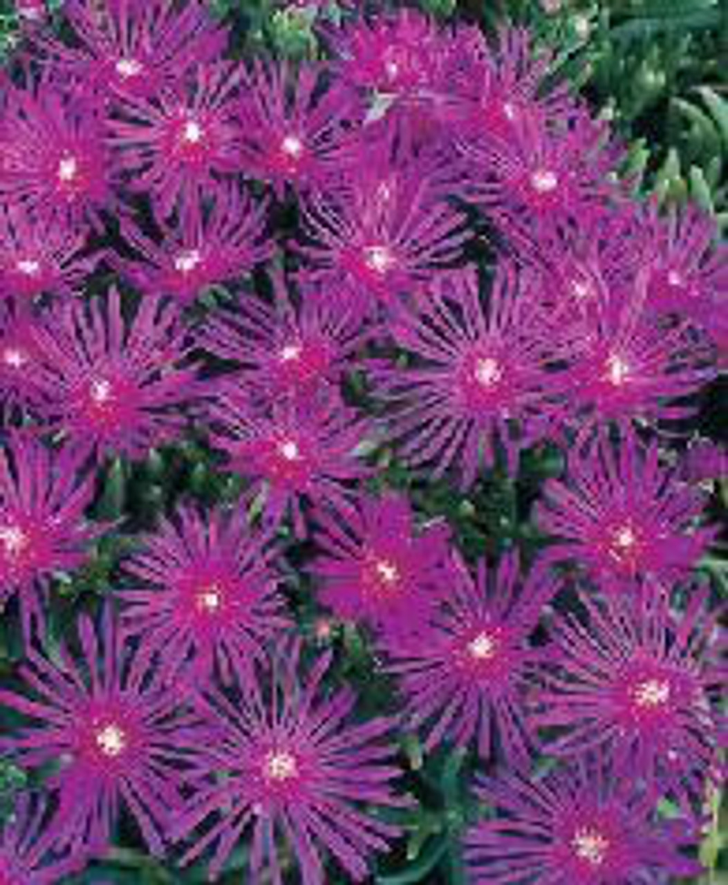 Delosperma cooperi 30ct Flat