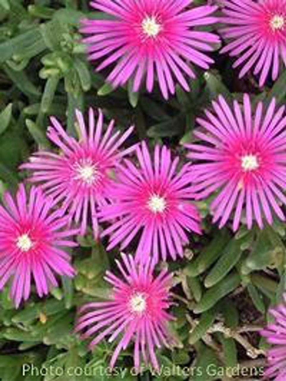 Delosperma cooperi 30ct Flat