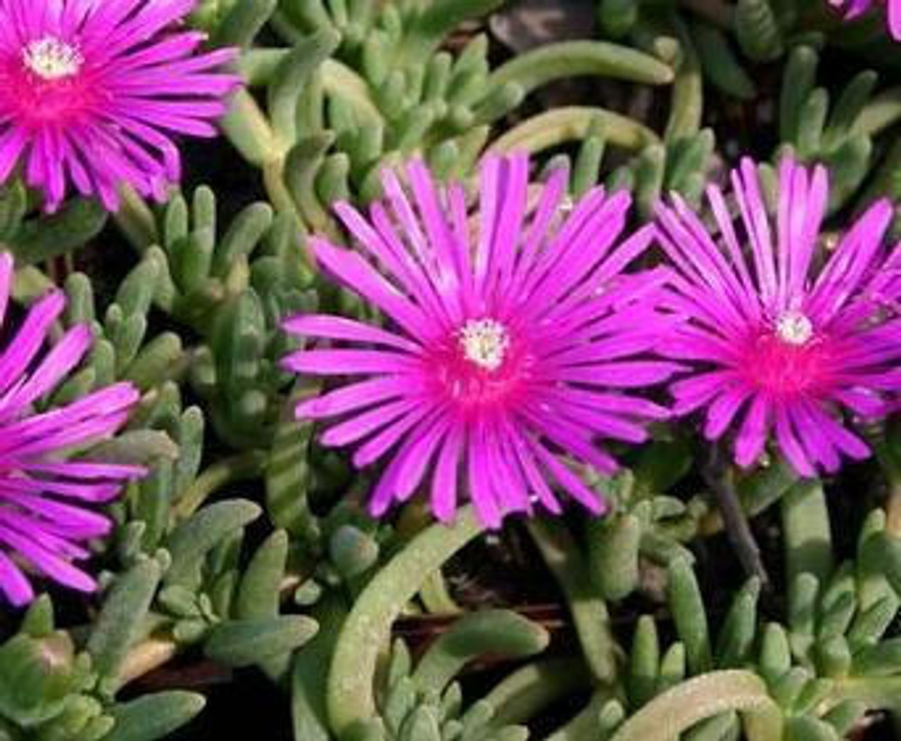 Delosperma cooperi 30ct Flat