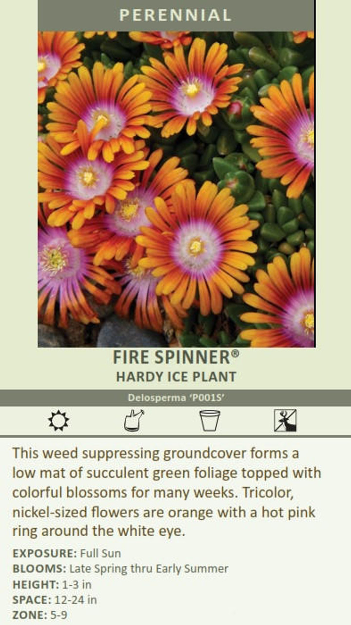 Delosperma Fire Spinner P0001S 30ct Flat