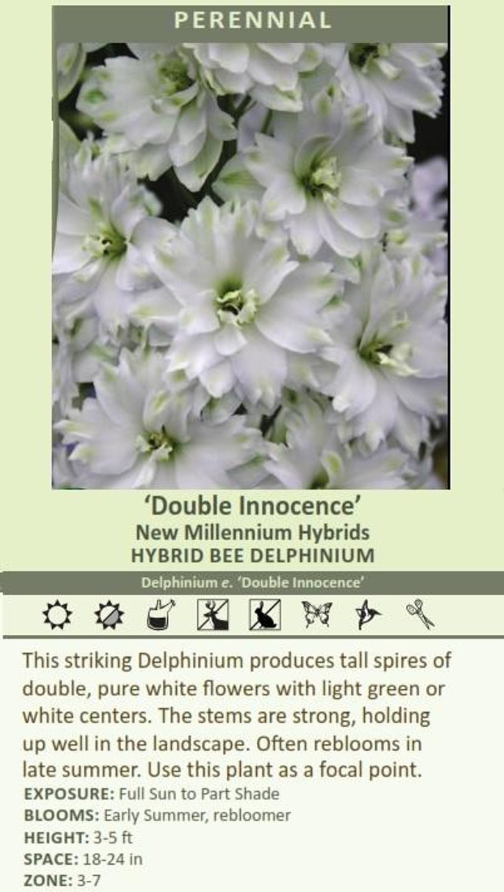 Delphinium elatum Double Innocence 30ct Flats