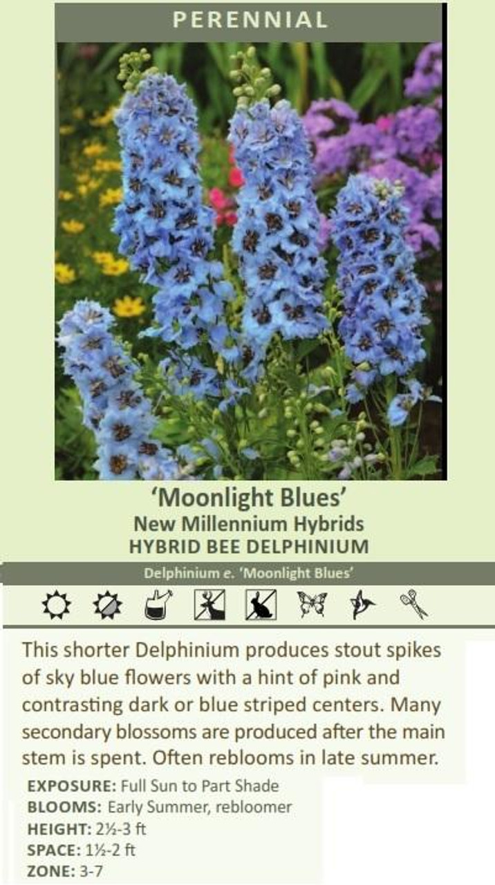 Delphinium elatum Moonlight Blues 30ct Flats