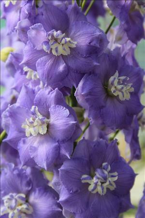 Delphinium Lilac Ladies 30ct Flat
