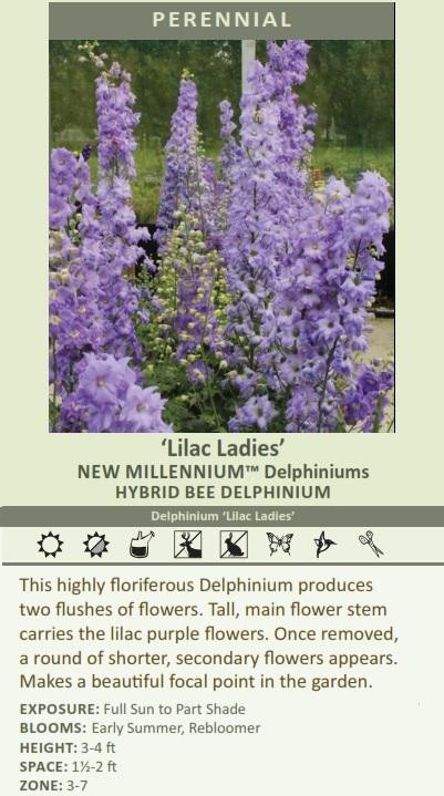 Delphinium Lilac Ladies 30ct Flat