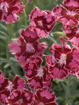 Dianthus Cranberry Ice PP18342 30ct Flat
