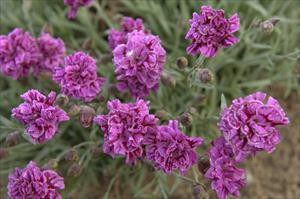 Dianthus Dragon Fruit PP21894 30ct Flat