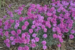 Dianthus Dragon Fruit PP21894 30ct Flat