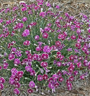 Dianthus 'Fire and Ice' shipped from Grower to your door