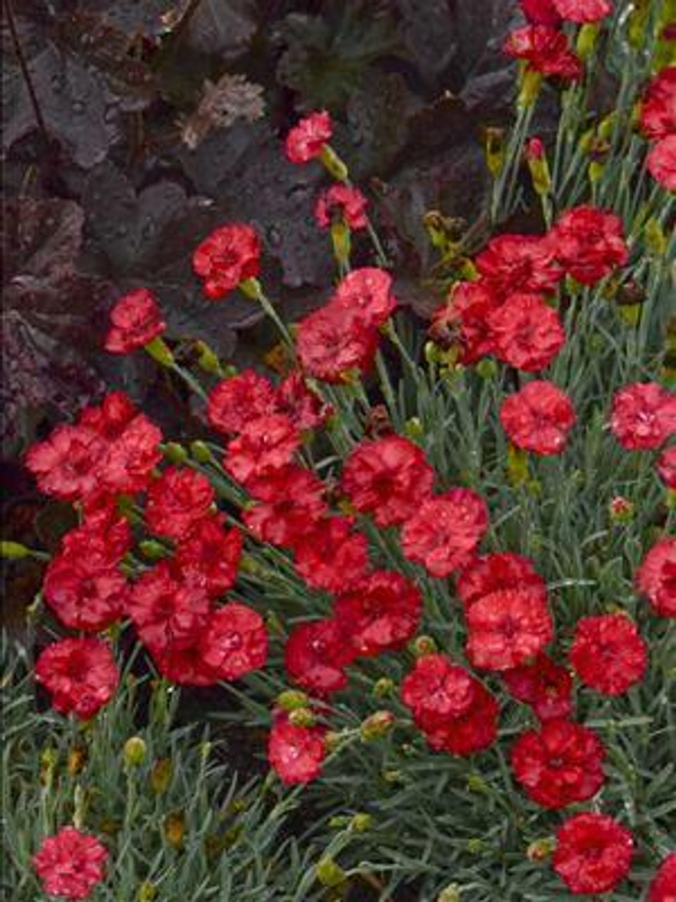 Dianthus Frosty Fire 30ct Flat
