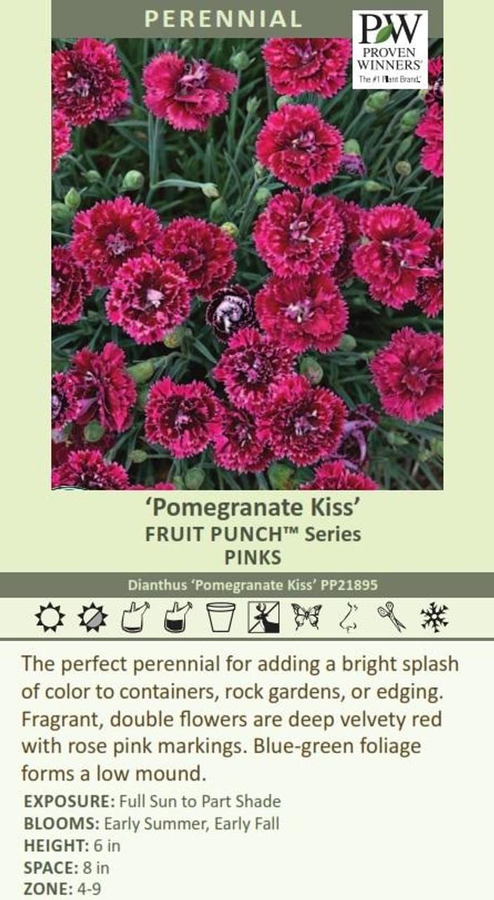 Dianthus Pomegranate Kiss PP21895 30ct Flat