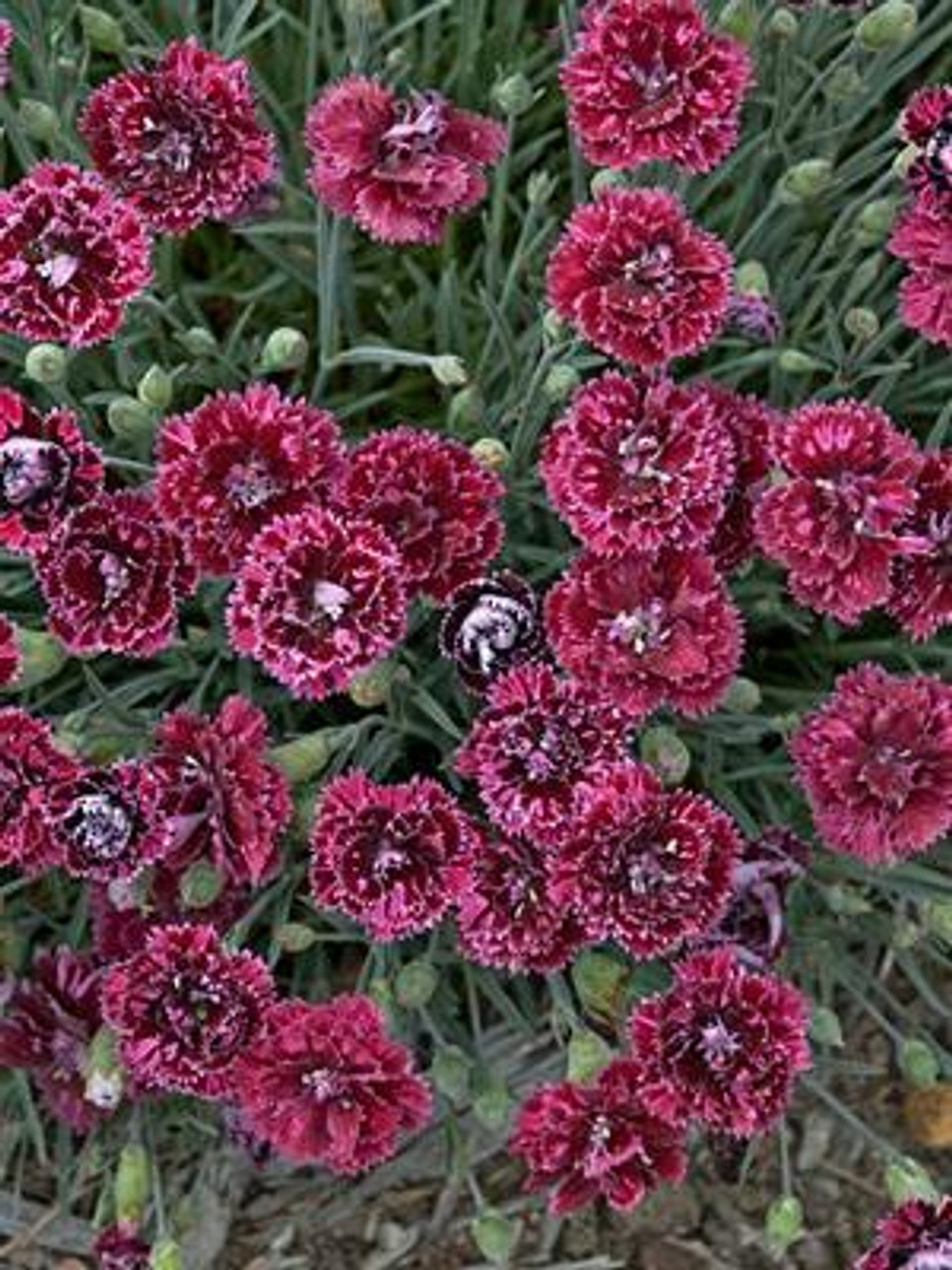 Dianthus Pomegranate Kiss PP21895 30ct Flat