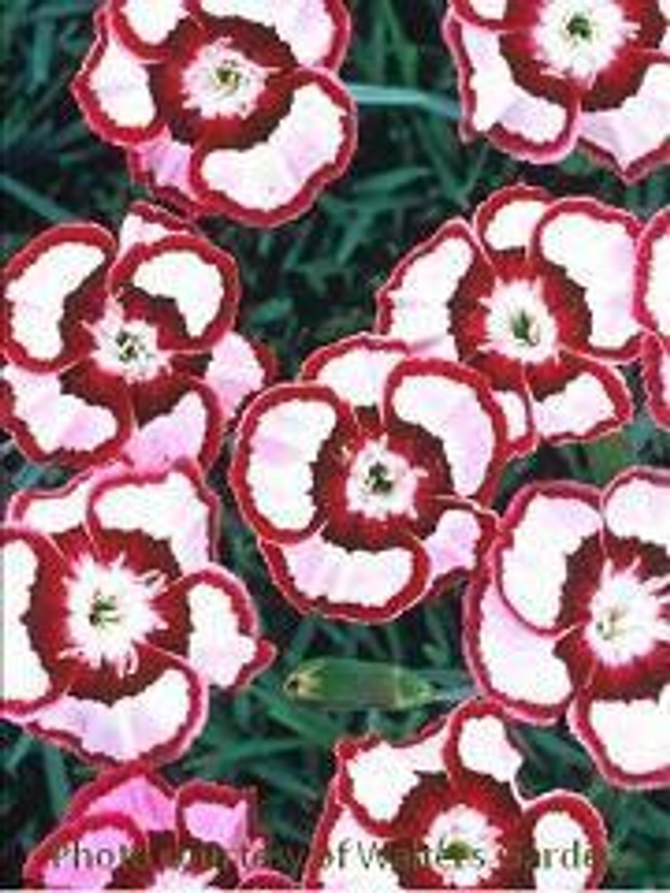 Dianthus Raspberry Swirl PP14377 30ct Flat