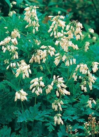 Dicentra eximia shipped from Grower to your door