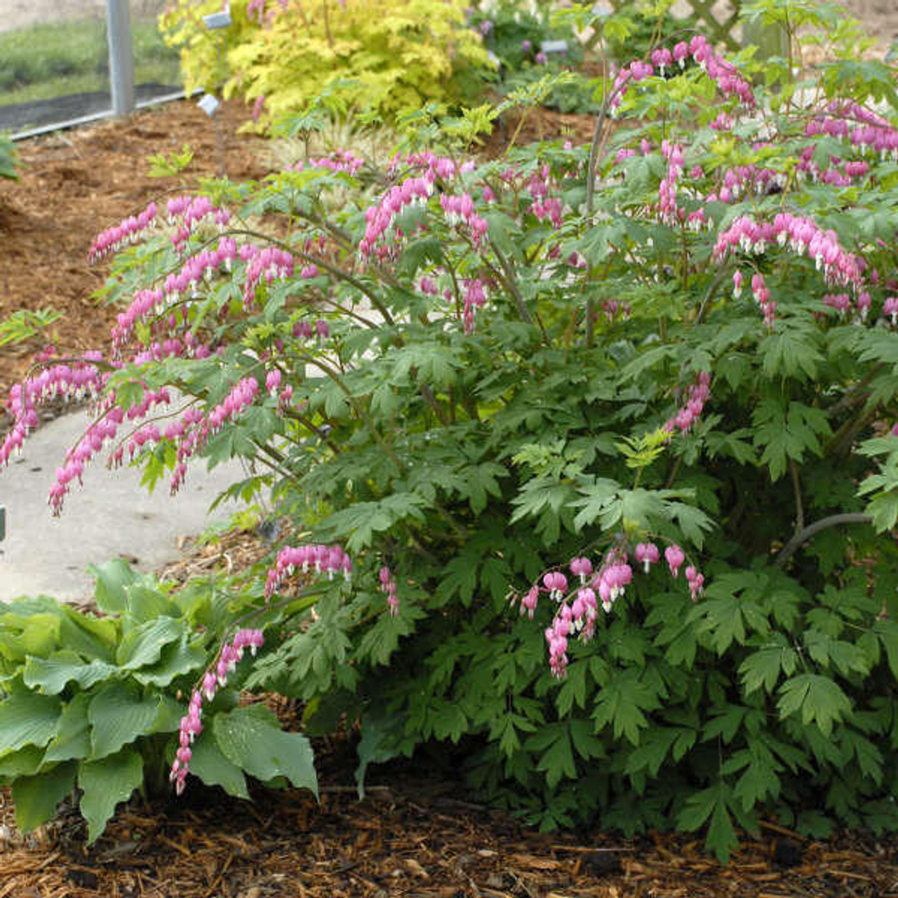 Dicentra spectabilis (25) BR Plants