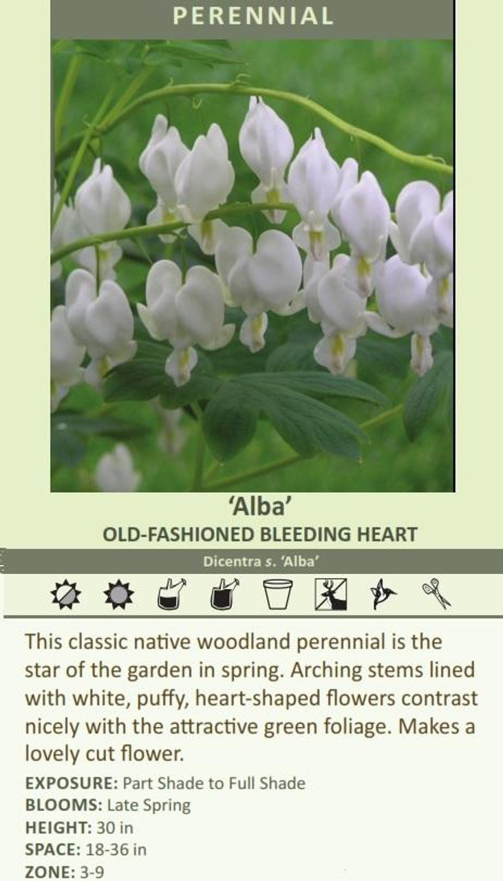 Dicentra spectabilis Alba 25 BR Plants