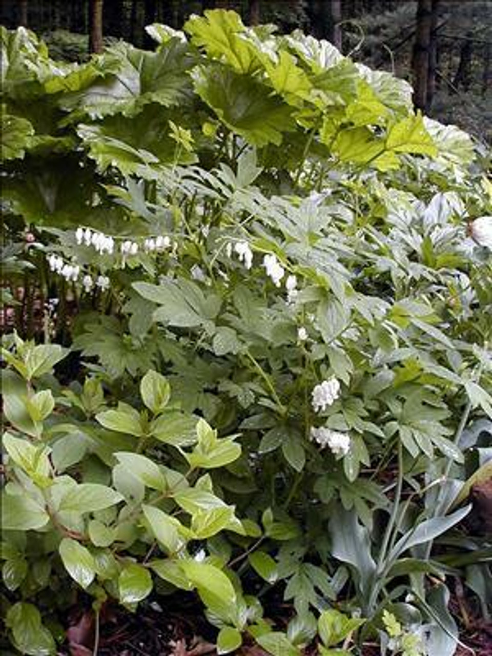 Dicentra spectabilis Alba 25 BR Plants
Photos courtesy of Walters Gardens, Inc