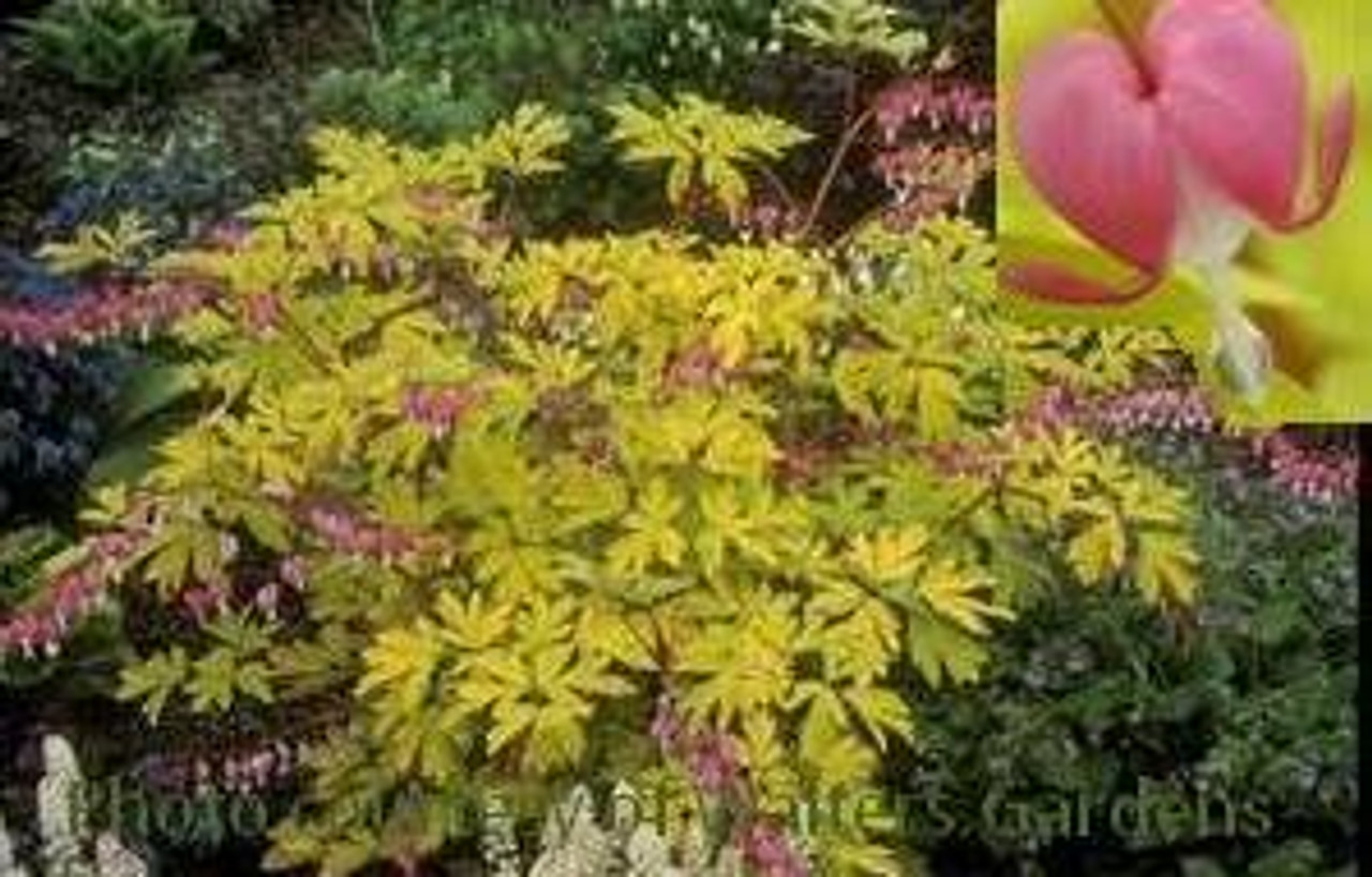 Dicentra spectabilis Gold Heart 
Photos courtesy of Walters Gardens, Inc