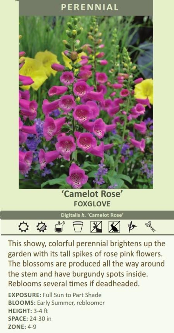 Digitalis h Camelot Rose 30ct Flat