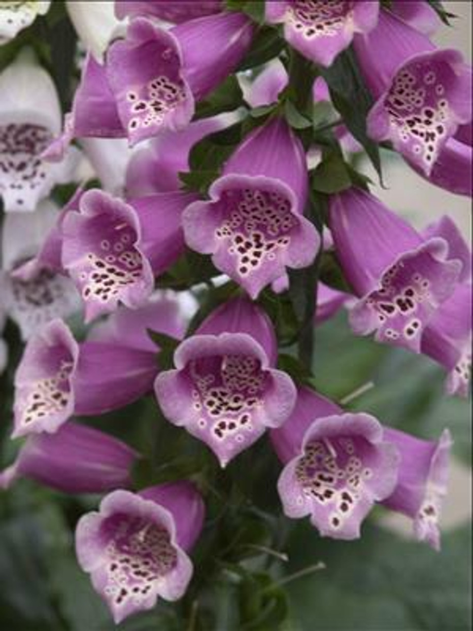 Digitalis h Camelot Rose 30ct Flat