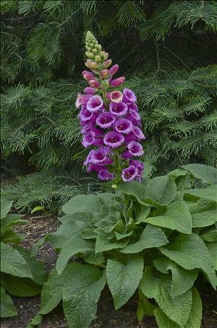 Digitalis p. 'Candy Mountain' | Perennial Plant | Bloomin Designs Nursery