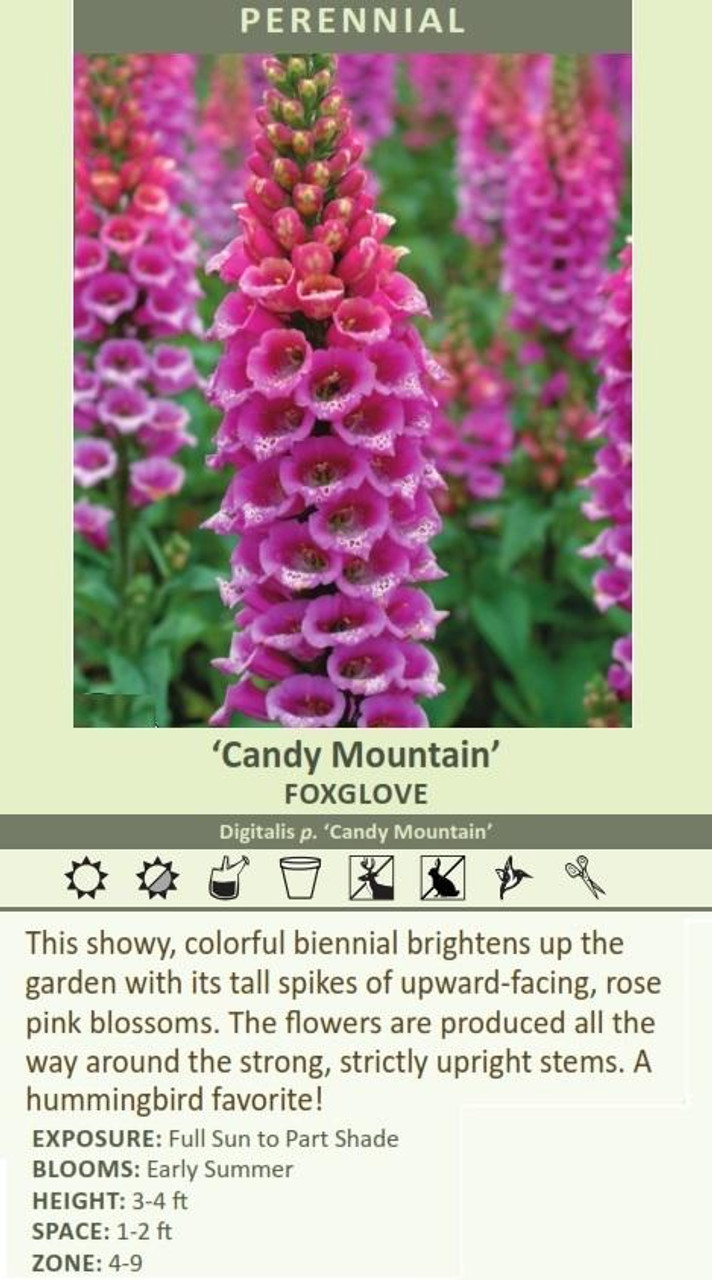 Digitalis p Candy Mountain 30ct Flat