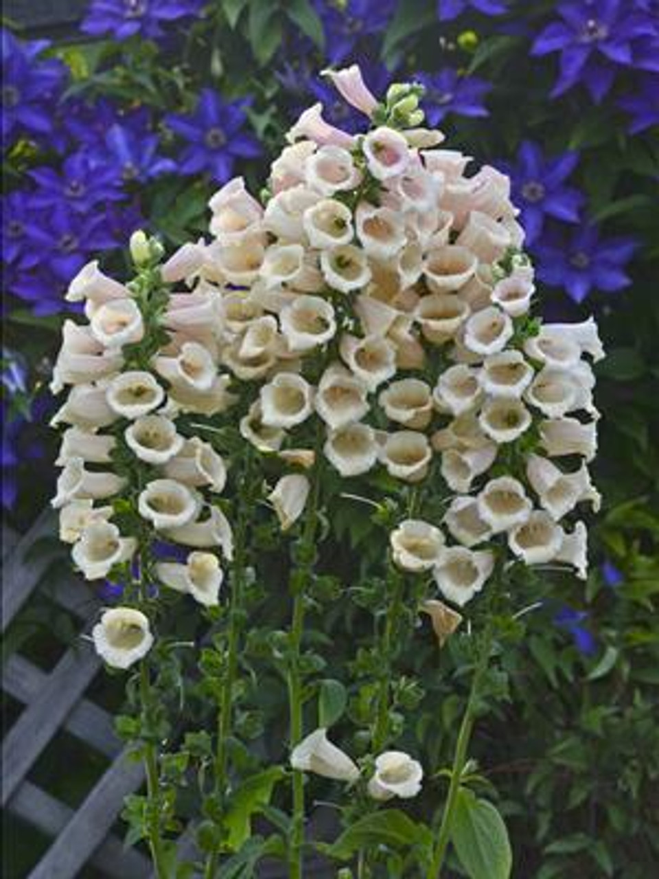 Digitalis p Dalmatian Peach 30ct Flat
Photos courtesy of Walters Gardens, Inc