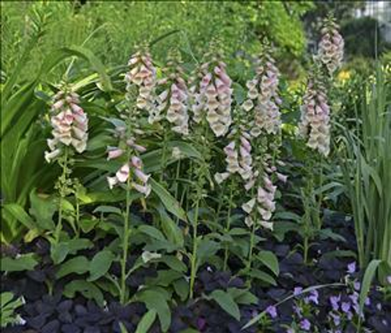 Digitalis p Dalmatian Peach 30ct Flat
Photos courtesy of Walters Gardens, Inc