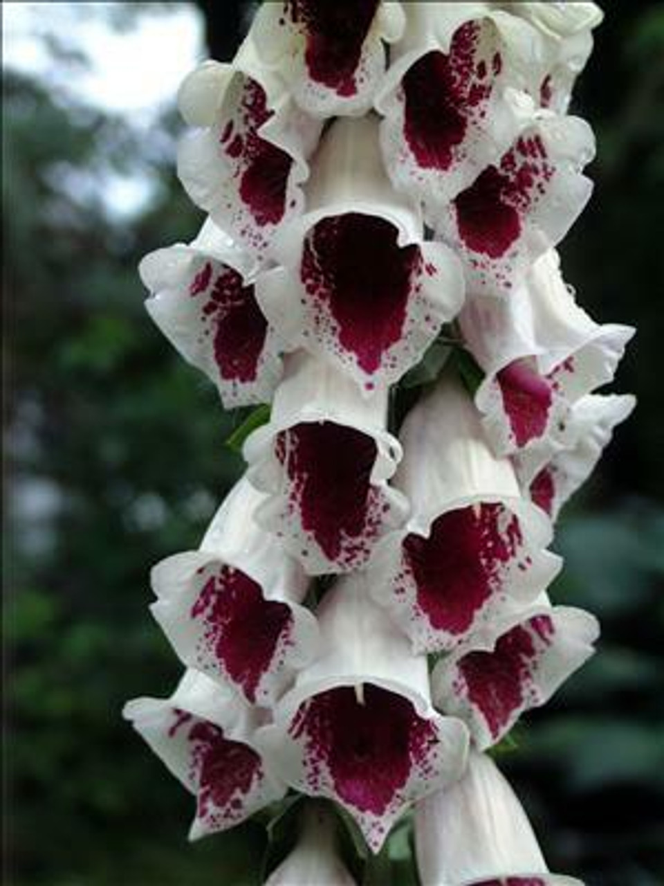 Digitalis p Pams Choice 30ct Flat