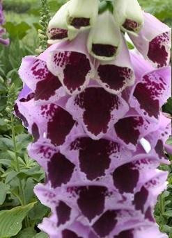 Digitalis p. 'Sugar Plum' Perennial Plant Sale Bloomin Designs Nursery
