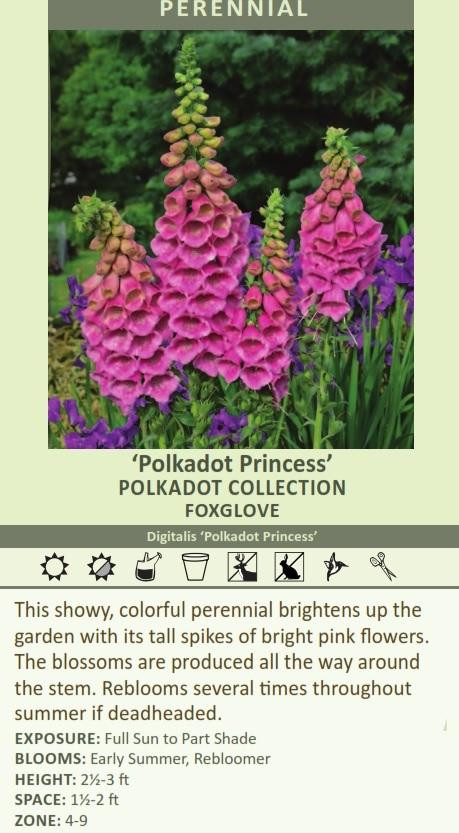 Digitalis Polkadot Princess 30ct Flat