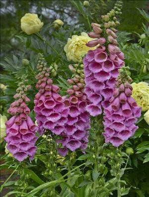 Digitalis Polkadot Princess 30ct Flat