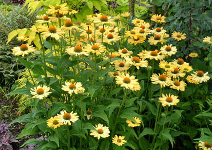 Echinacea 'Aloha' shipped from Grower to your door