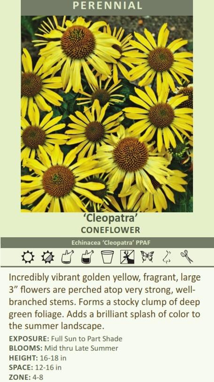 Echinacea Cleopatra PP2463120ct Flat