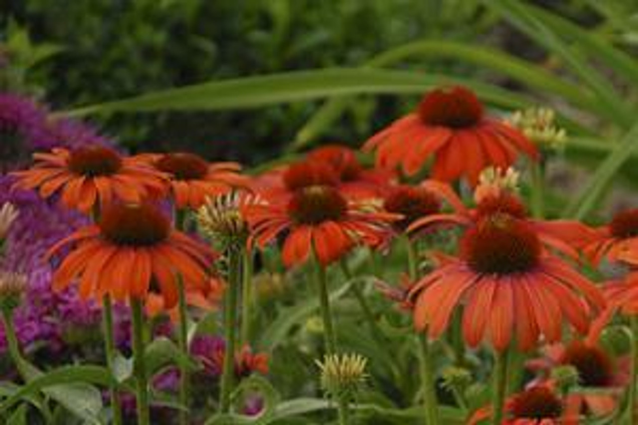 Echinacea Julia PPAF 20ct Flat