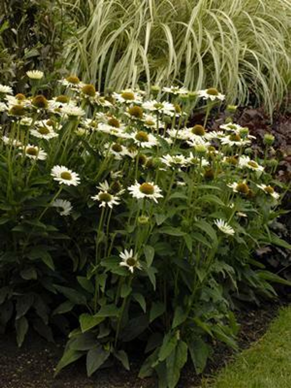 Echinacea p Virgin PP18684 30ct Flat