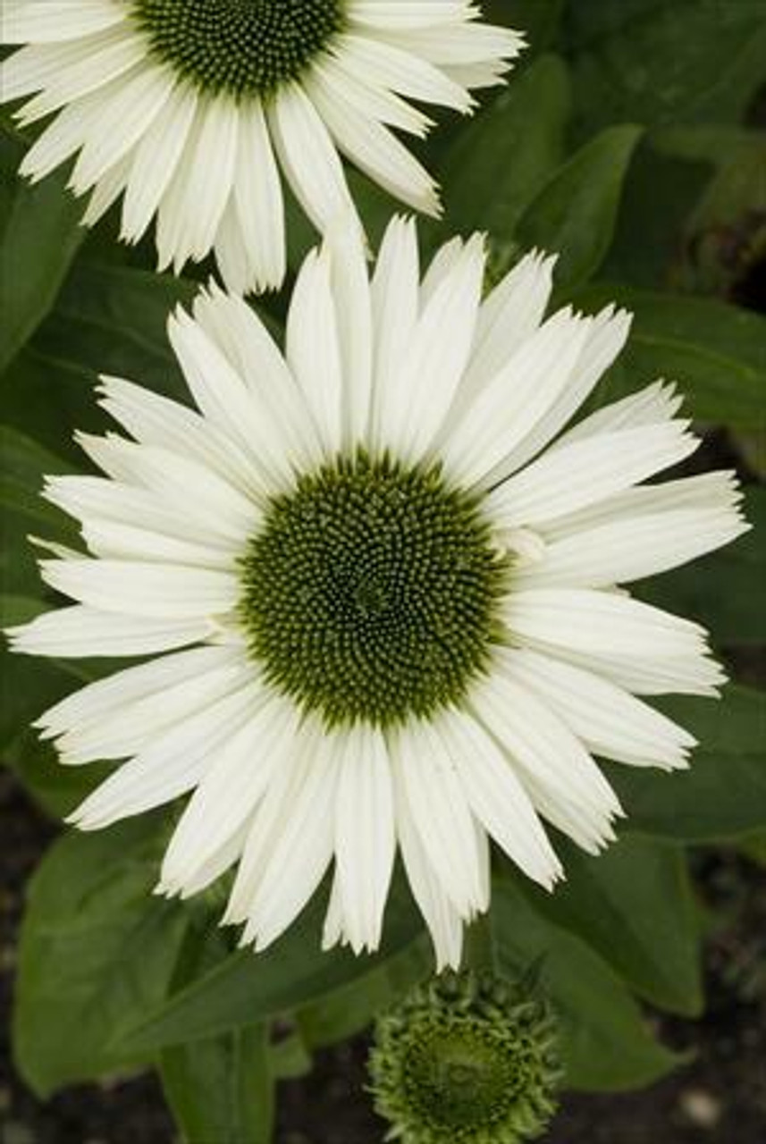 Echinacea p Virgin PP18684 30ct Flat