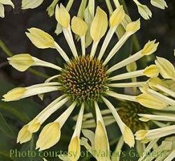 Echinacea Passion Flute PPAF 20ct Flat