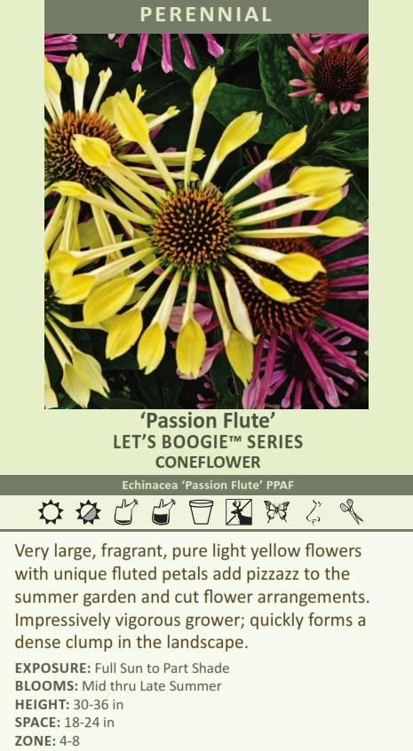 Echinacea Passion Flute PPAF 20ct Flat
