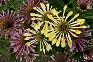 Echinacea Passion Flute PPAF 20ct Flat