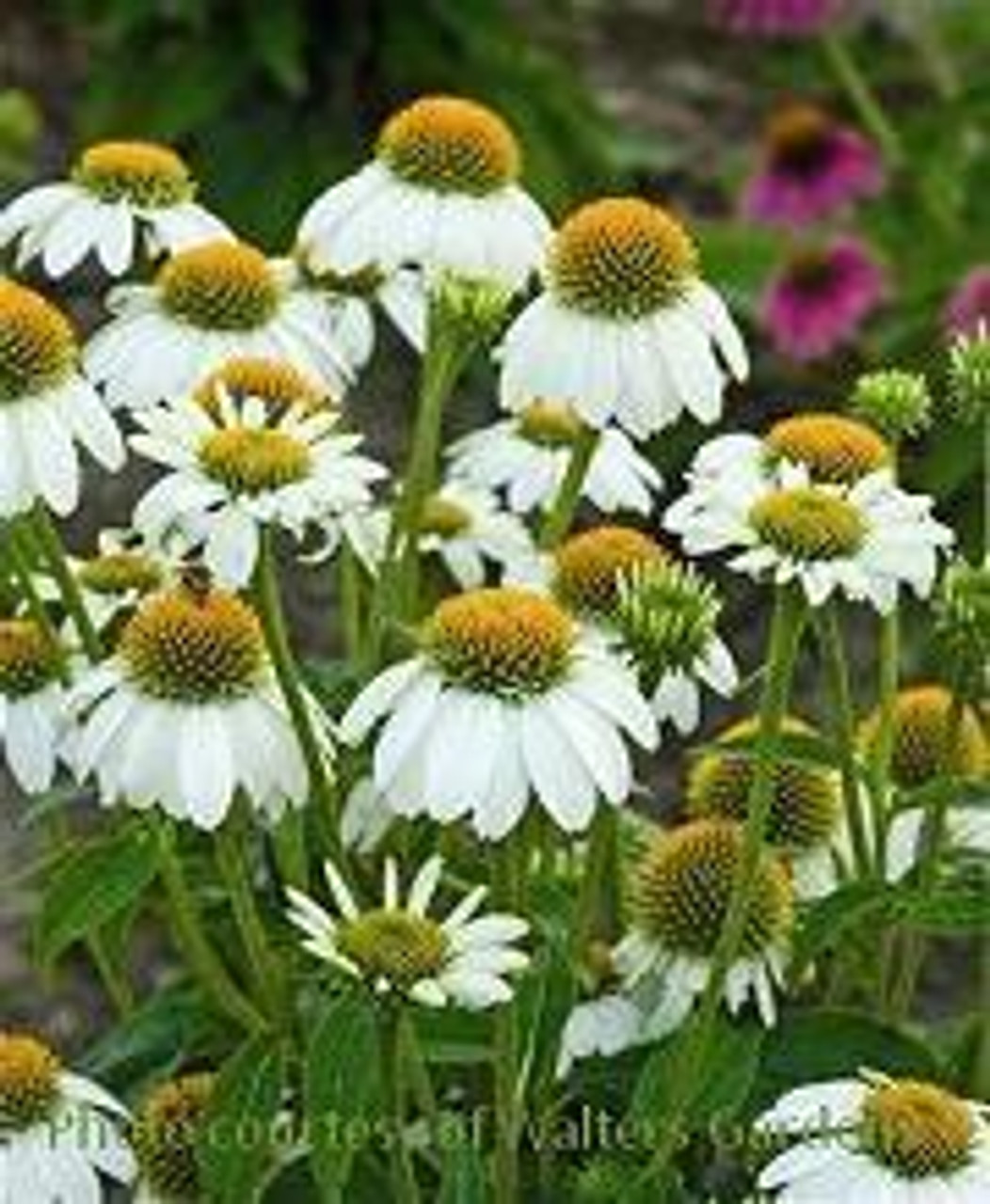 Echinacea p PowWow White 30ct Flat