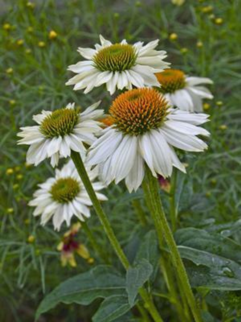 Echinacea p PowWow White 30ct Flat