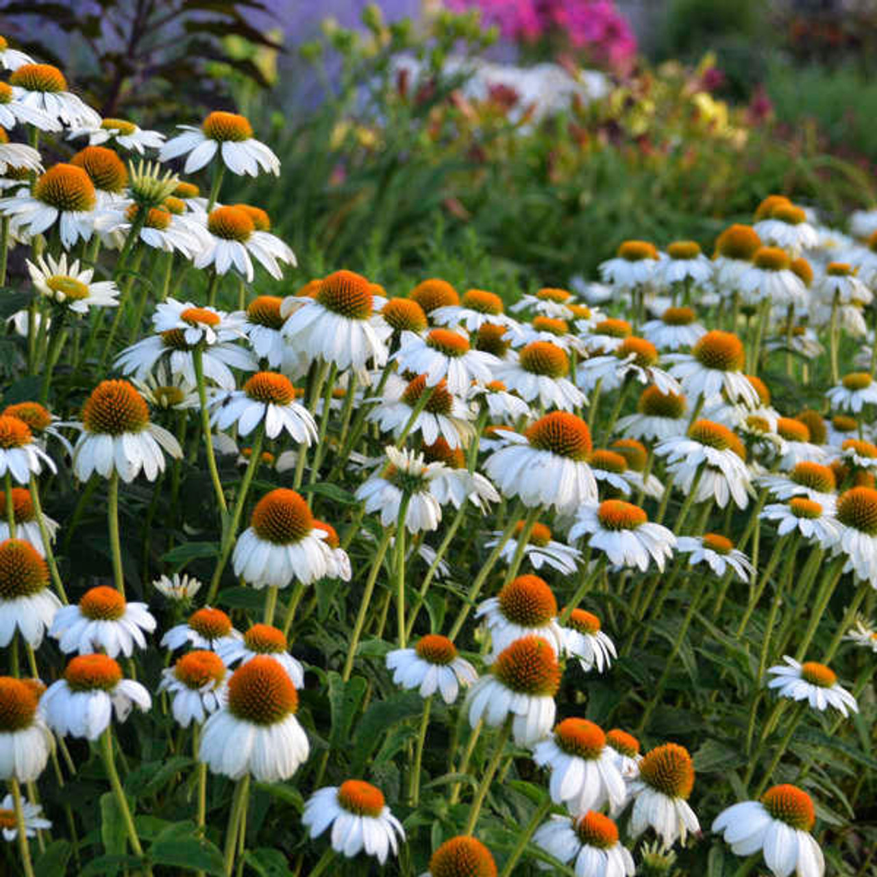 Echinacea p. 'PowWow White' (30)ct Flat