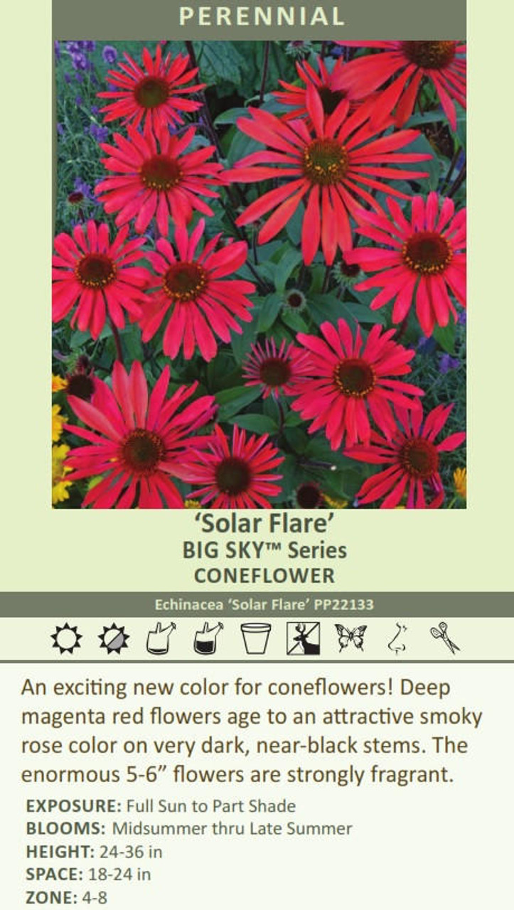 Echinacea Solar Flare PP22133 20ct Flat