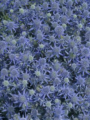 Eryngium p. 'Blue Glitter' shipped from Grower to your door