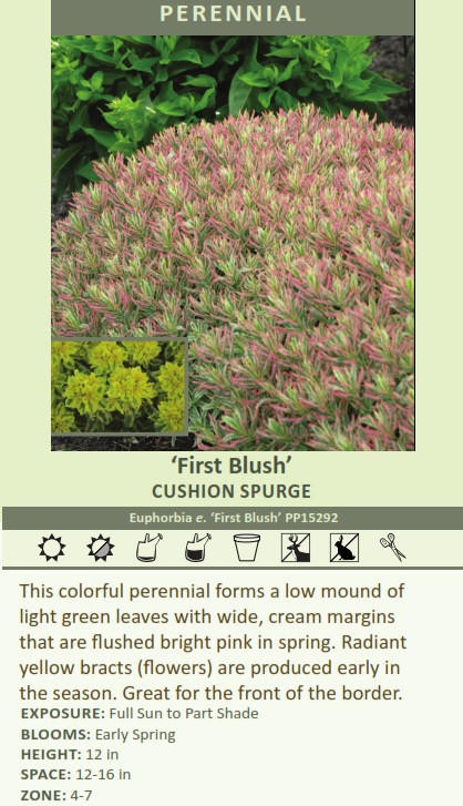 Euphorbia epithymoides First Blush PP15292 25 BR Plants